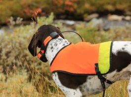 Collares localizadores para perros de caza