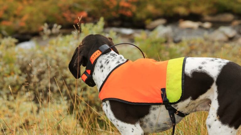 Collares localizadores para perros de caza